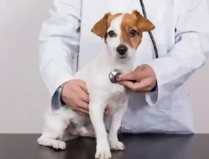 pet insurance
