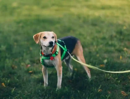 Harness